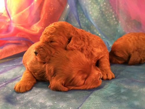 Miniature Goldendoodle Puppies for Sale 